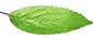 feuilleD